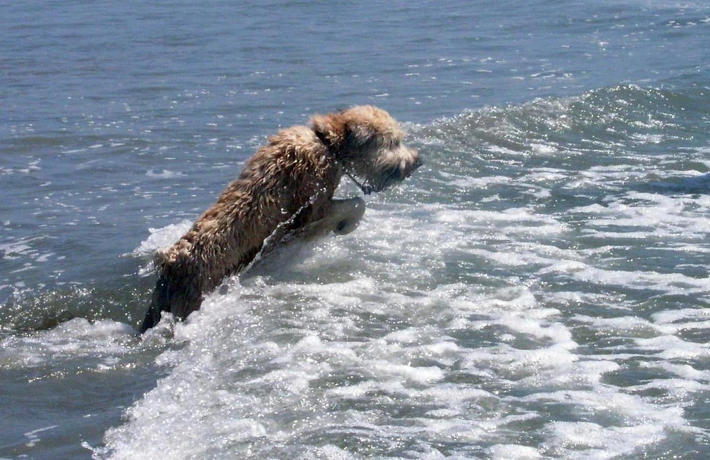 Leaping-XL.jpg