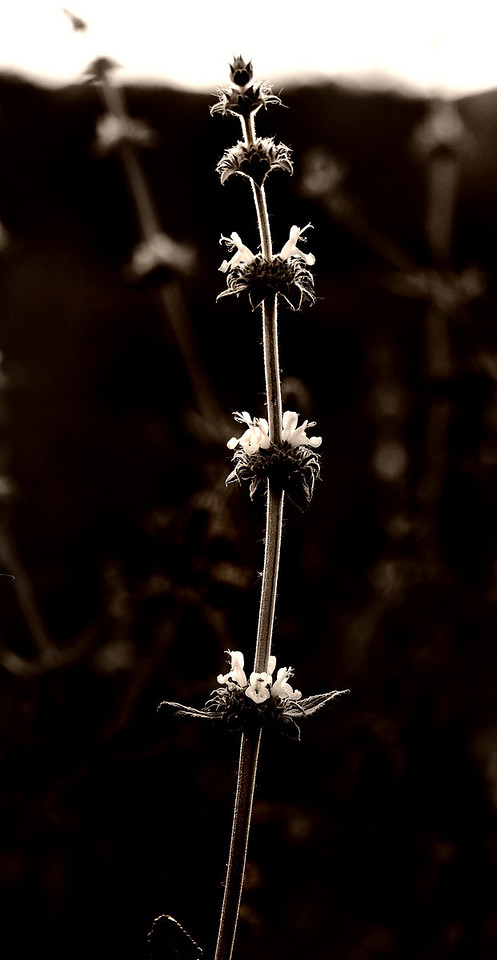 IMG_6577-X2.jpg