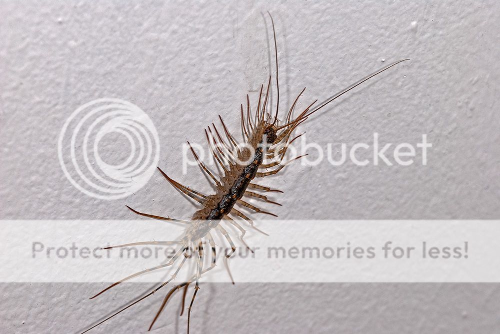Silverfish001copy.jpg