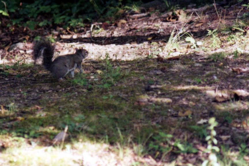 Squirrel005.jpg