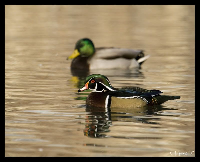 Wood-Duck-Drake-1.jpg