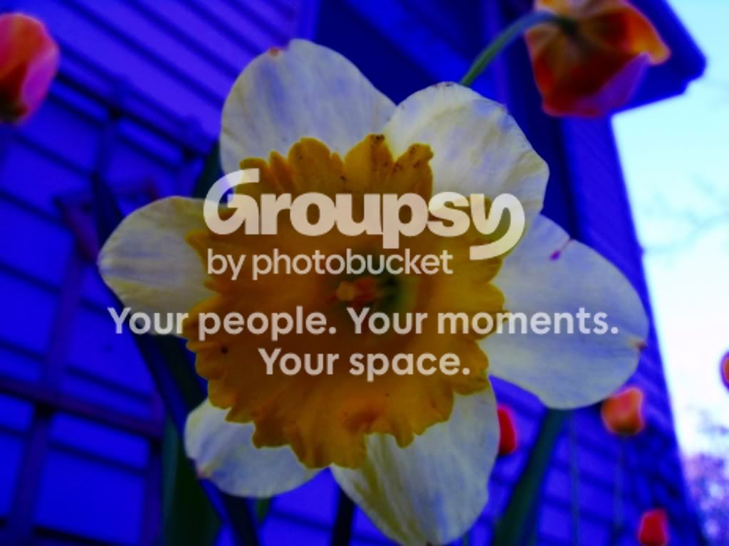 Flower1.jpg