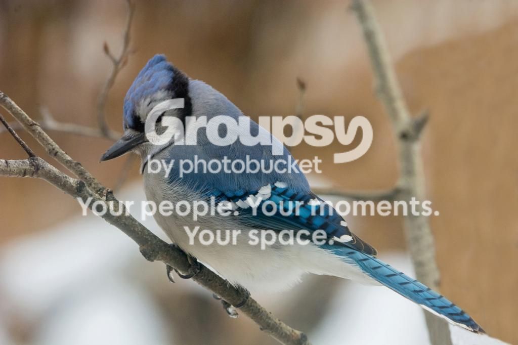 Bluejaylate8Nov2014_zpsf314b0d6.jpg