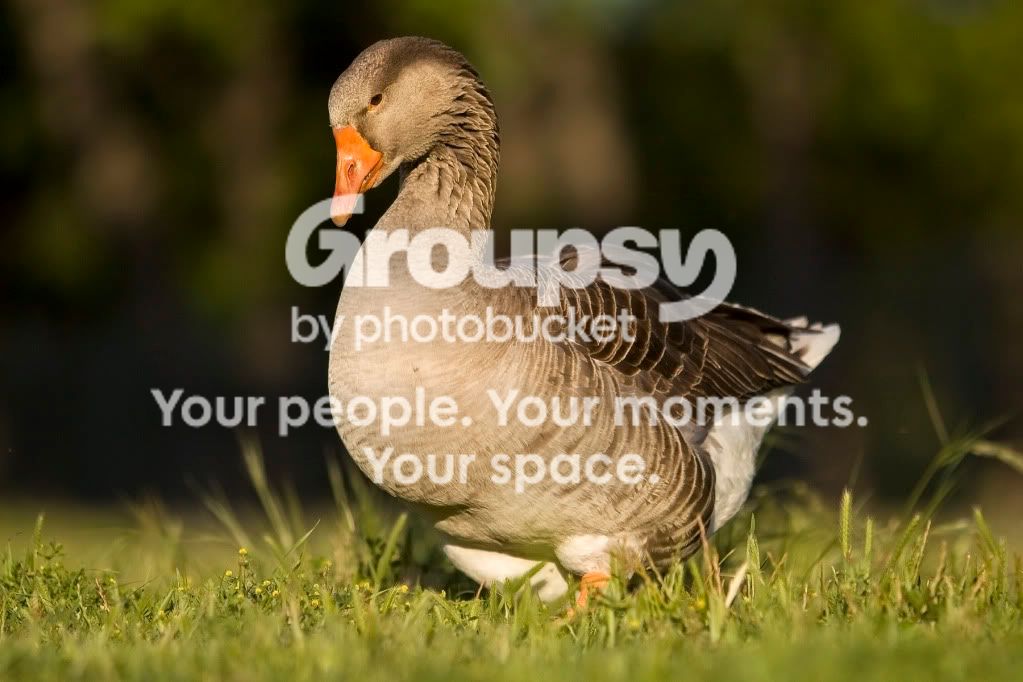 duck1j.jpg