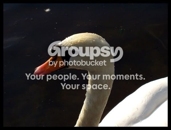 Swan-Lake-4.jpg