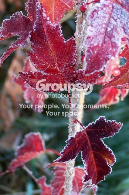 100_4041frostyredleaves.jpg