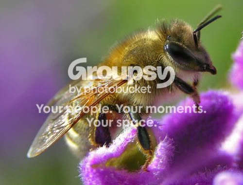 Bee12.jpg