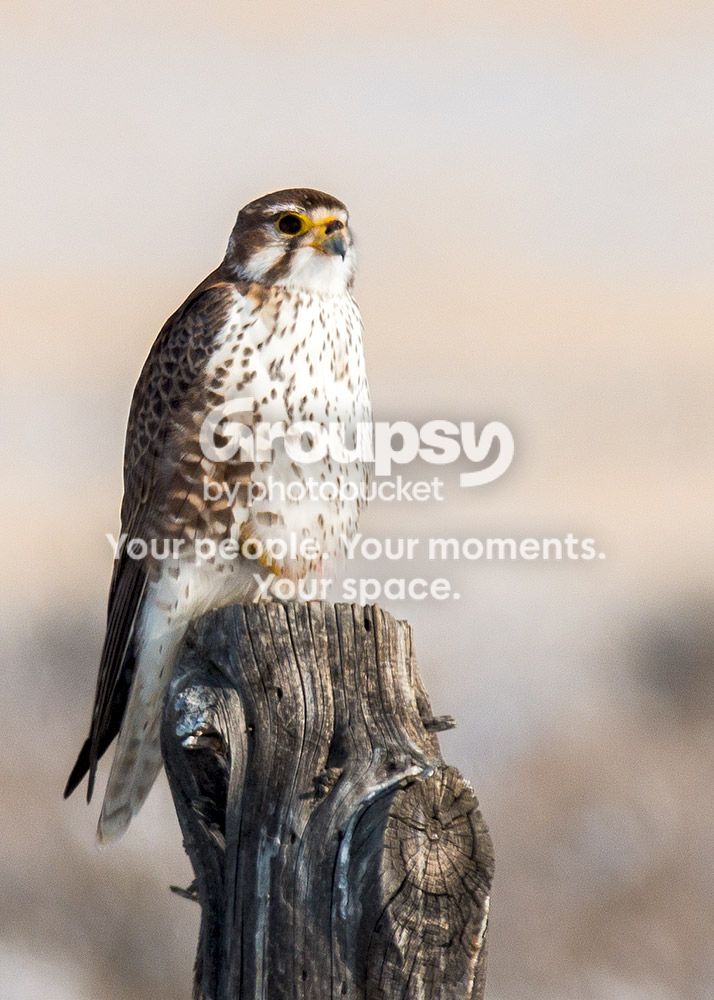 Kestrel1_zps9c7cf3cd.jpg~original