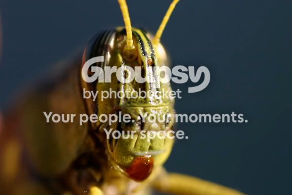 grasshopper.jpg
