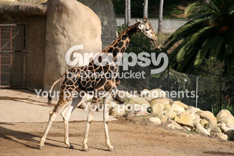 giraffe2.jpg