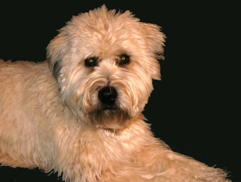 Cookie%20on%20Carpet-L.jpg
