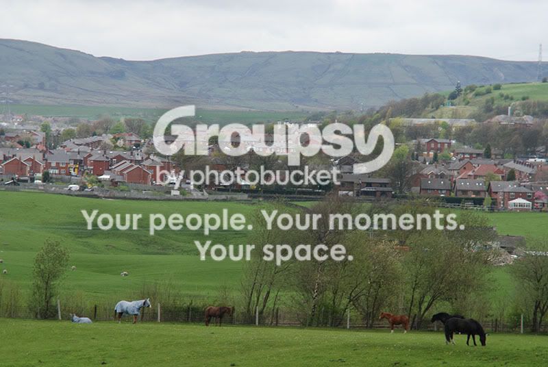 horses.jpg