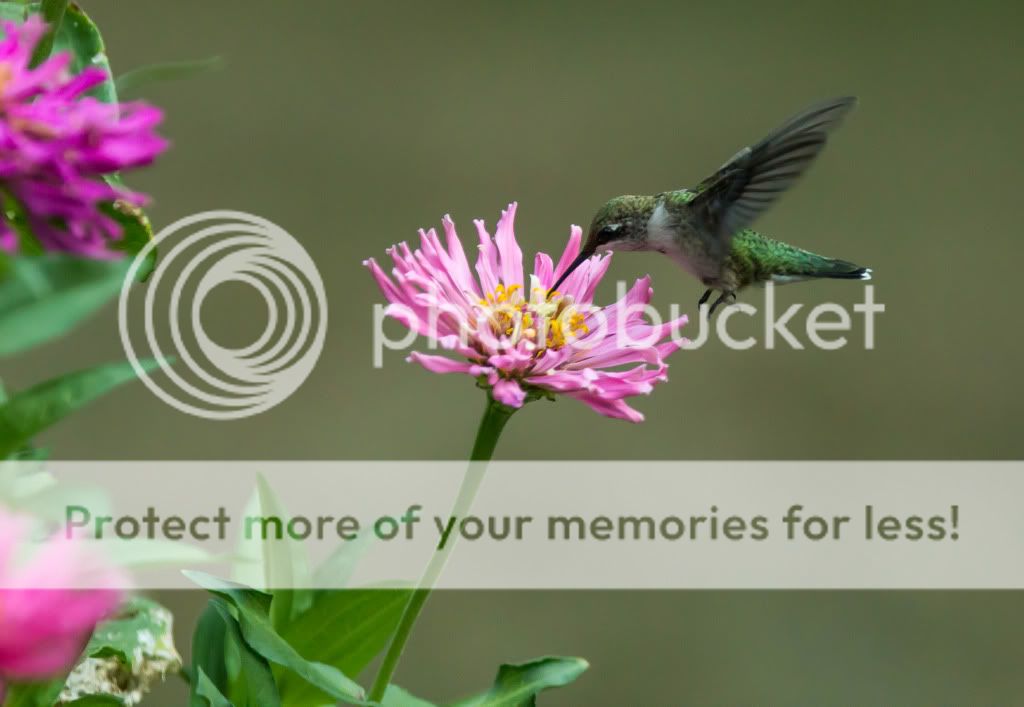 Hummingbird1.jpg