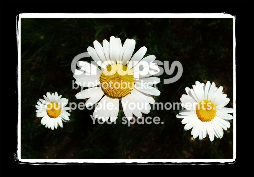 daisies.jpg
