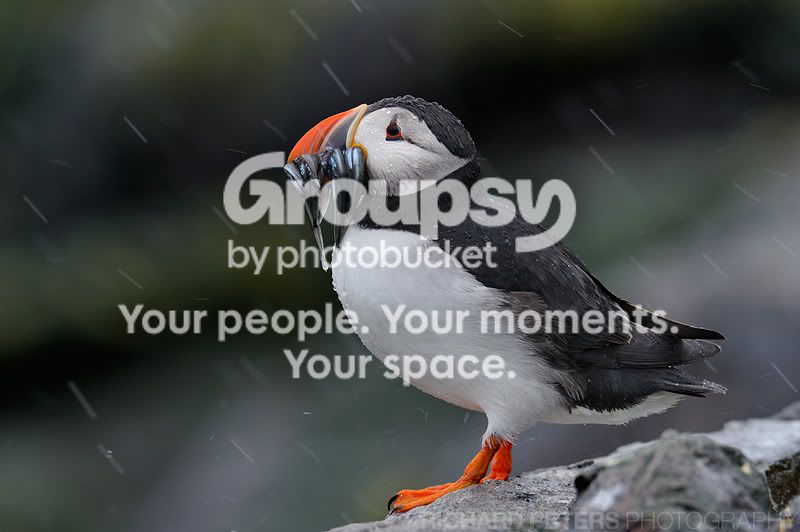 Rain_puffin.jpg