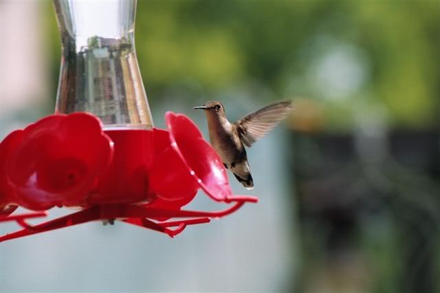 Hummer_2_May04-10_sm.jpg