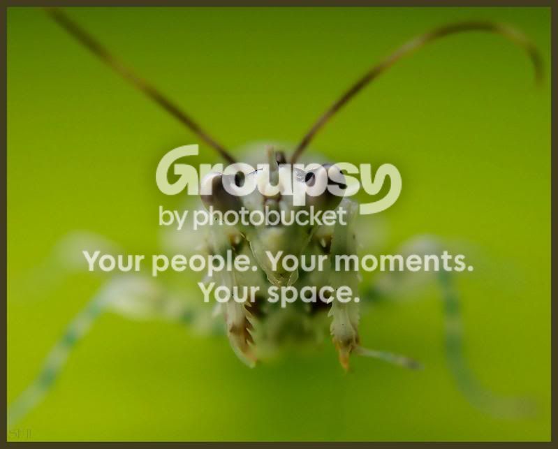 FrontalofP.jpg