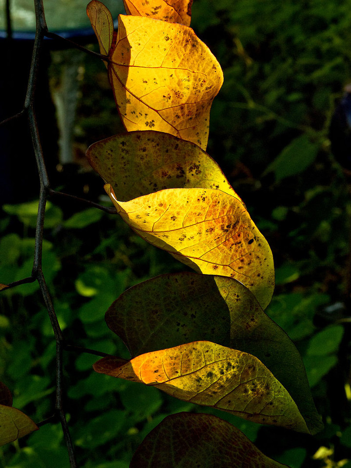 P1080502-X2.jpg