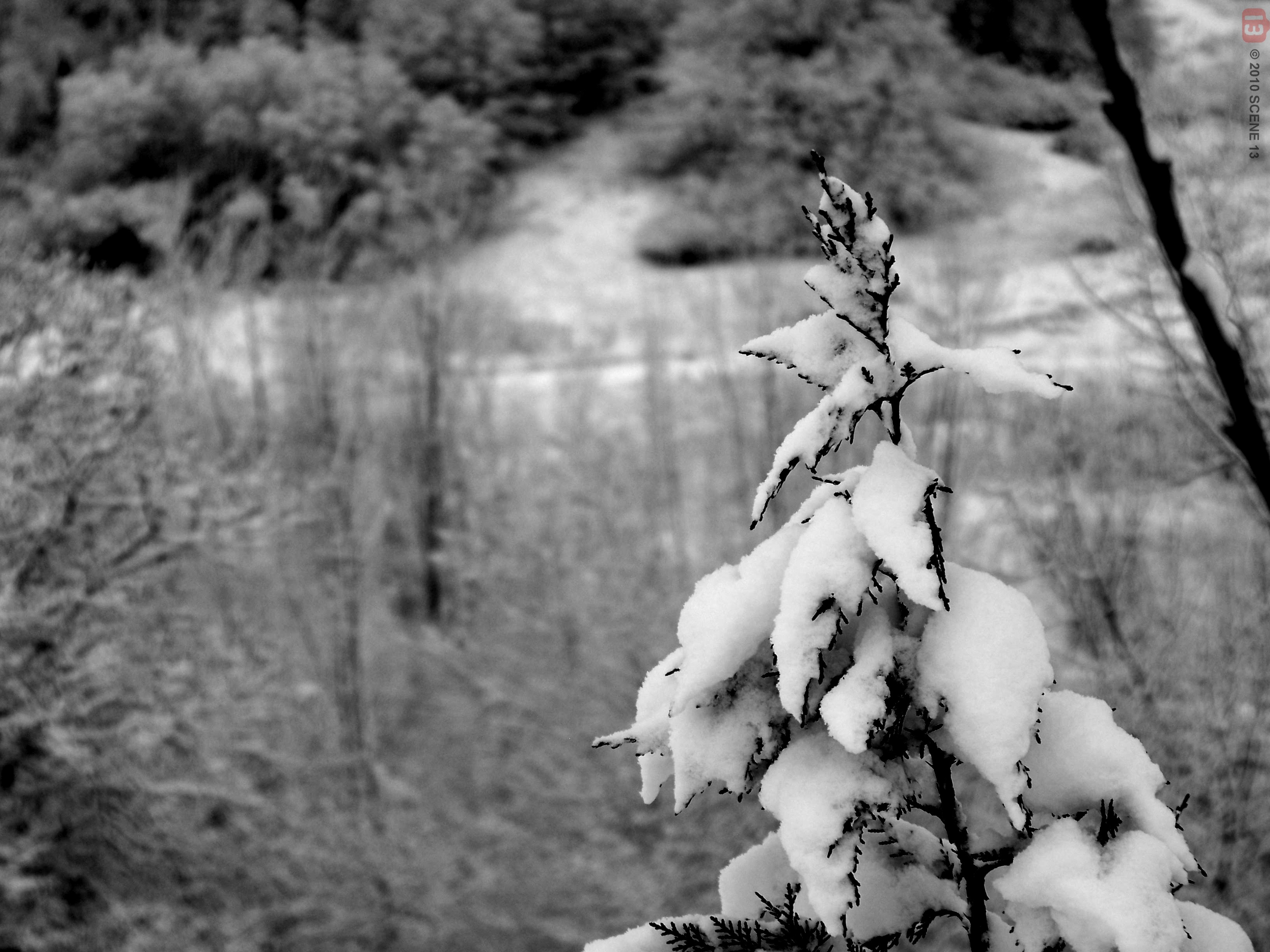 100_0969-w.jpg