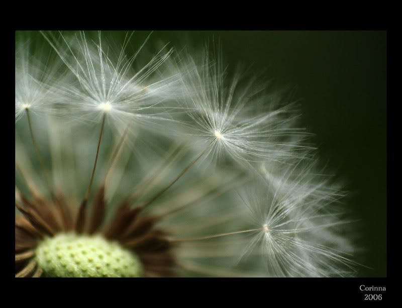 Lwenzahn-Macro_12.jpg
