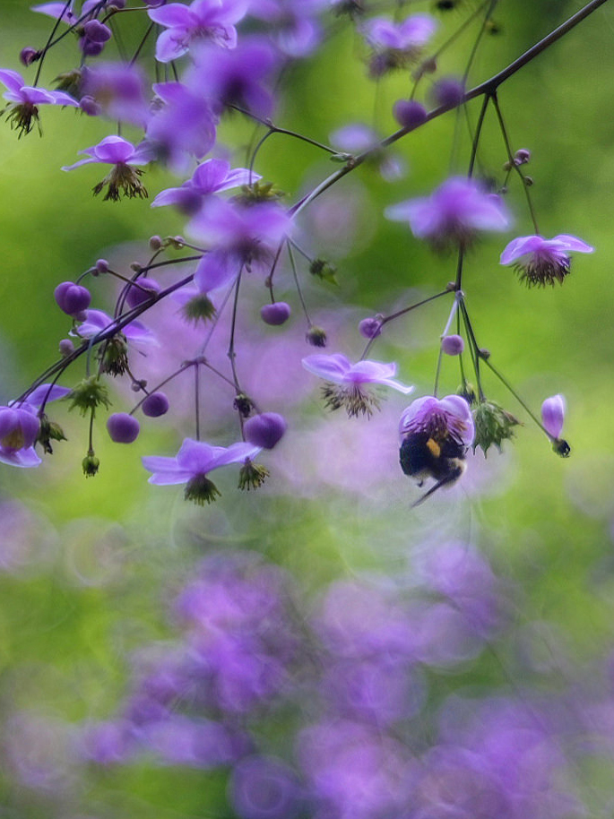 Bee_flower.jpg