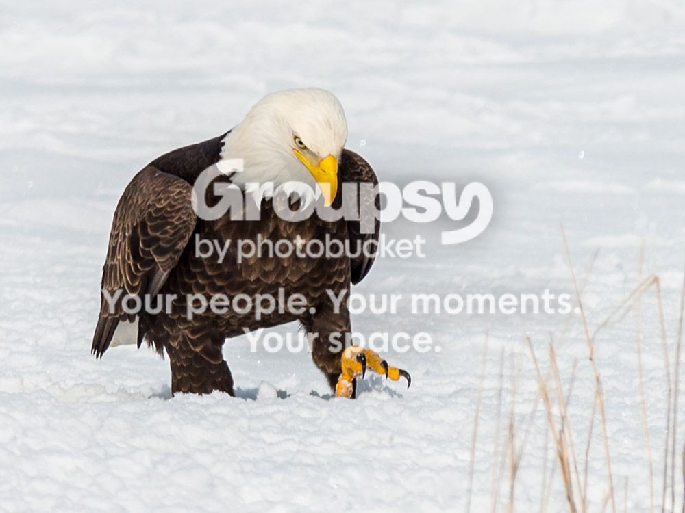 eagle7_zps8ed9759d.jpg~original