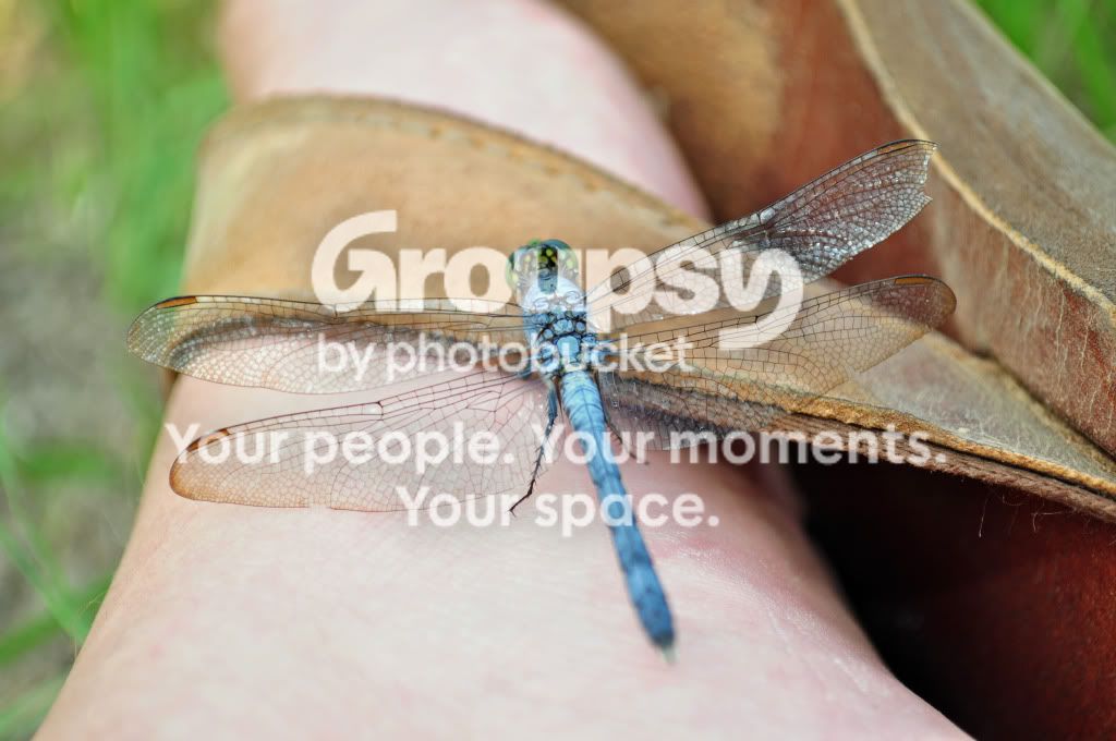 dragonfly.jpg