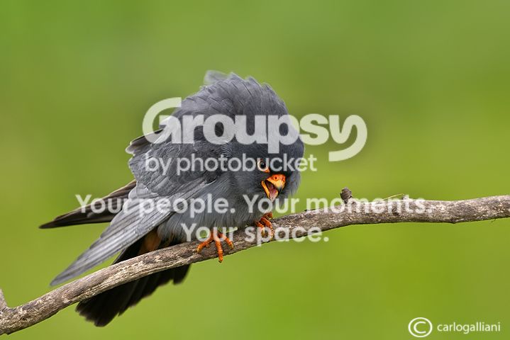 falcocuculo40.jpg