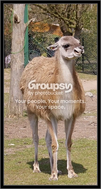 angryllama.jpg
