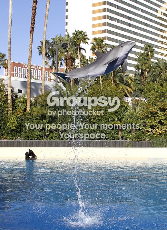 dophin_800x600-003.jpg