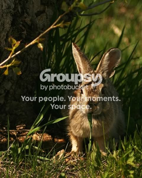 BunnyEatingGrassJPEG.jpg