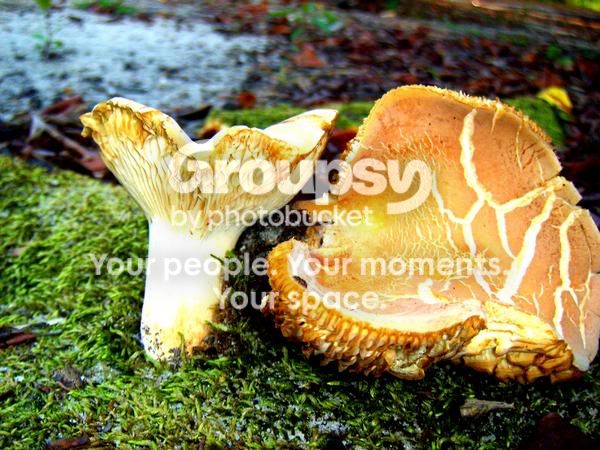 todestools.jpg