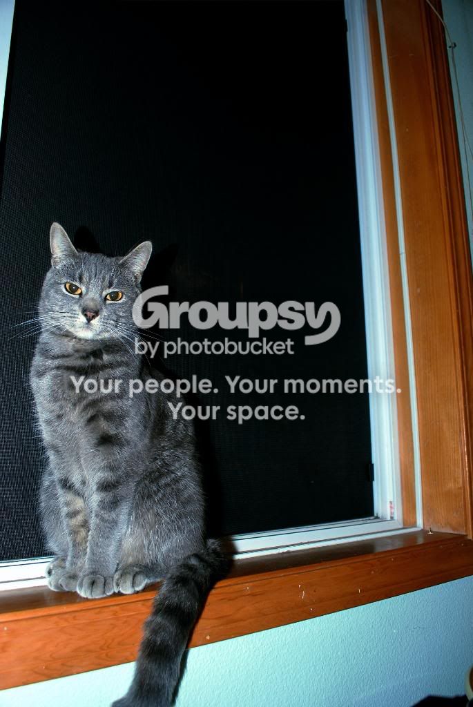 Kitty-1.jpg