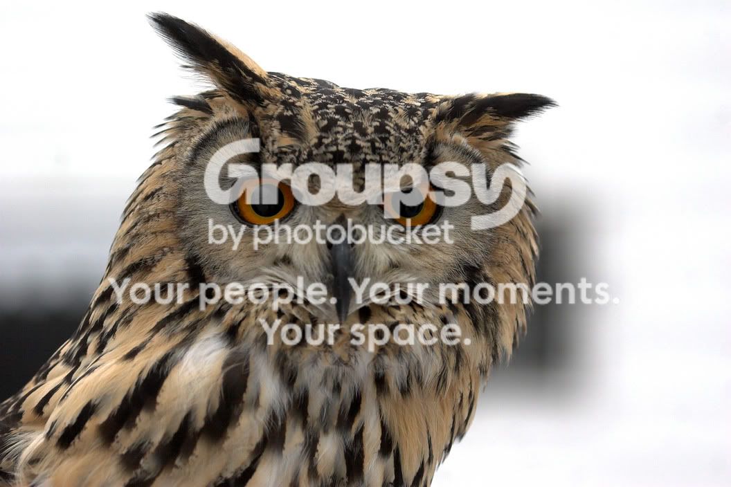 Owl.jpg