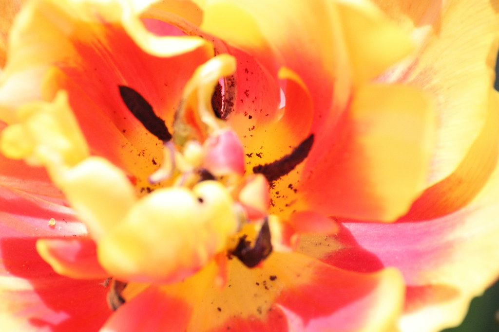 4512362739_4a8d0fd7f9_b.jpg