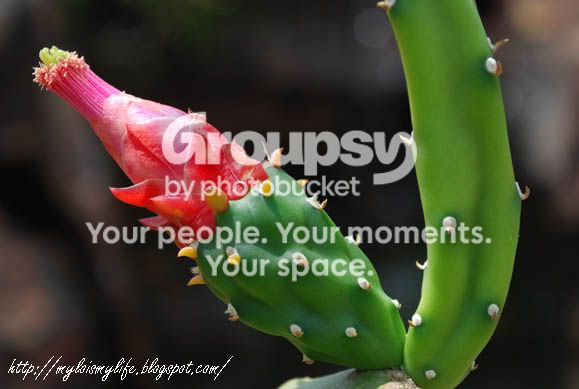 CACTUS1.jpg