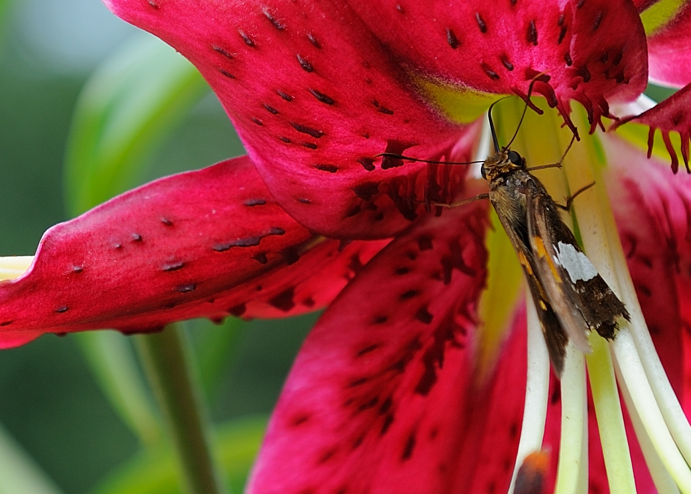 DSC_00013-X3.jpg