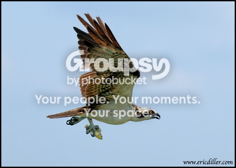 PIC_8730copy.jpg