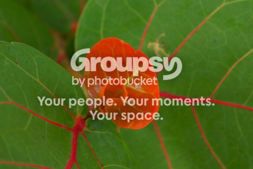 plant1.jpg