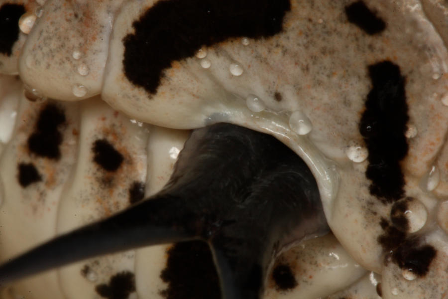 Snake_Tongue_by_mack1time.jpg