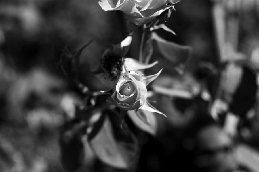 lost_love_in_the_dark_by_er111a-d3g1781.jpg