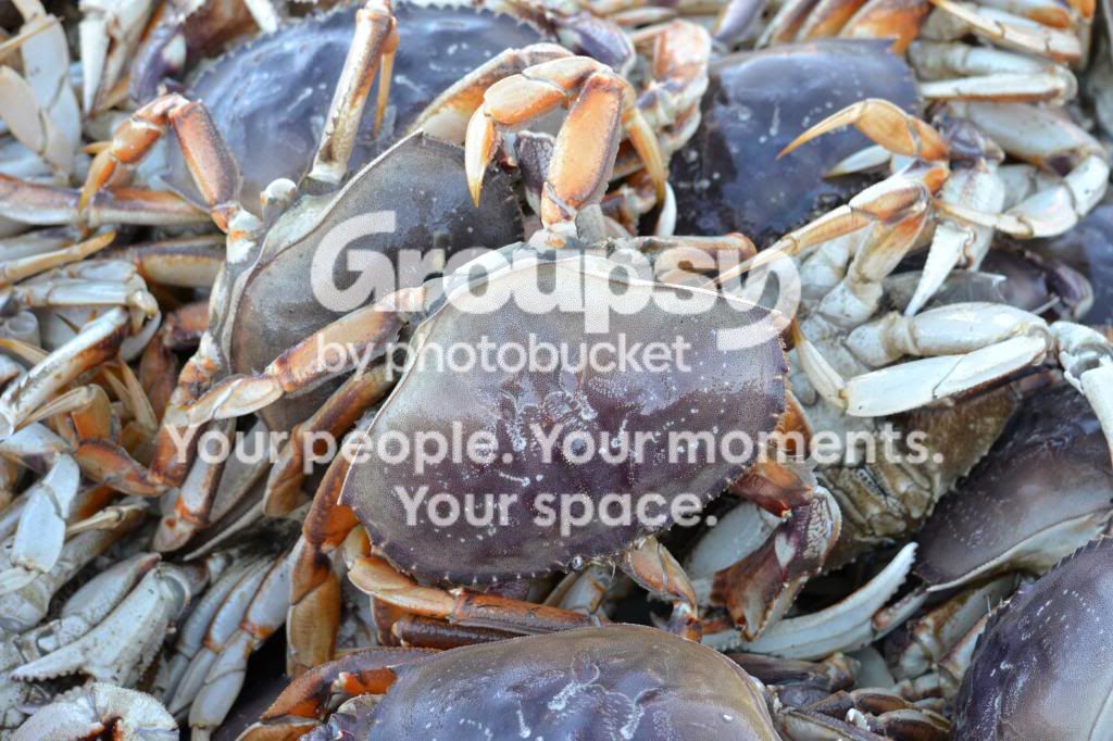 crab083_zps1e0f8558.jpg