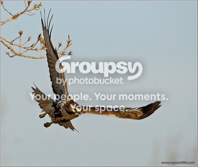 RedTailHawk.jpg
