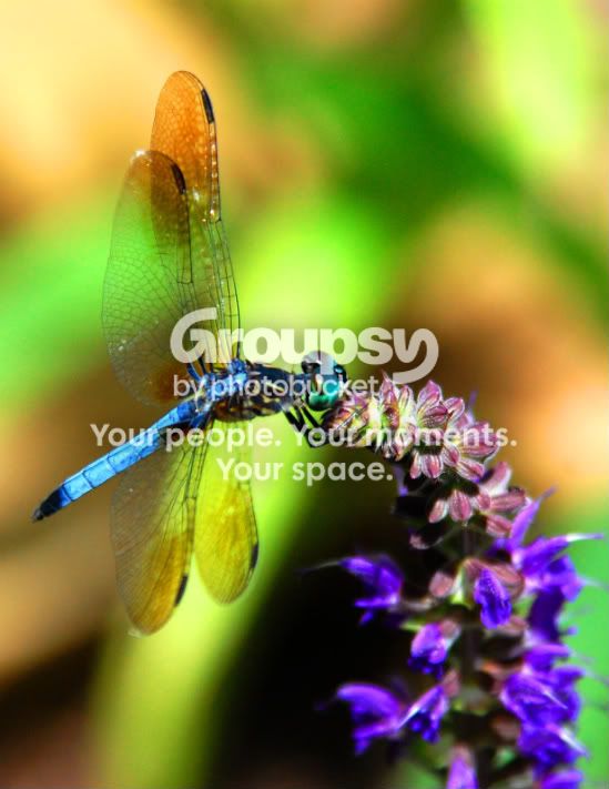 dragonfly-1.jpg