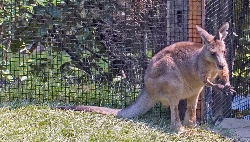 Kangaroo052906003.jpg