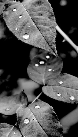 Rain%20Drop%206%20-%20B%26W-M.jpg