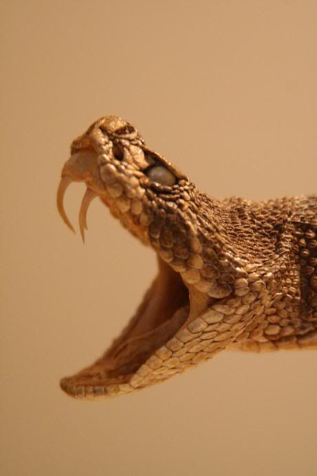 snake4.jpg