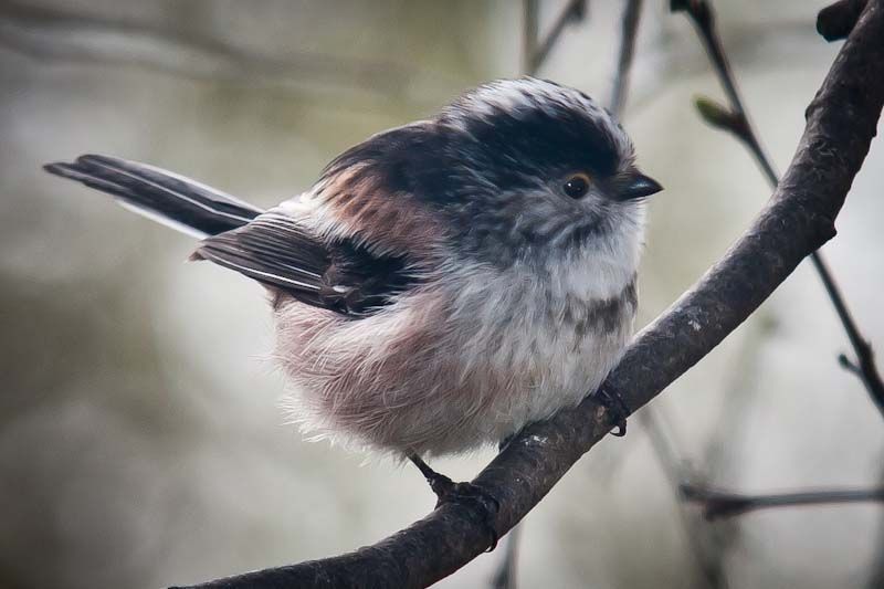 LTT-1-2.jpg