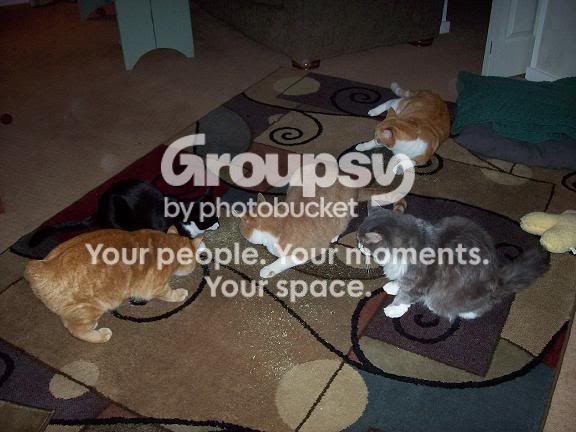 meandthecats012.jpg