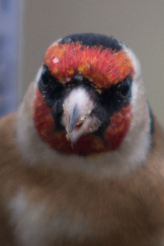 goldie-3_zpsa6c6b434.jpg